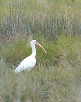 White Ibis